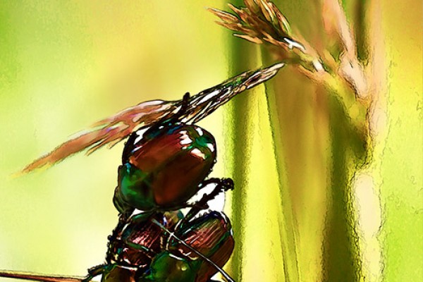 Image of the Day: Frisky Bugs