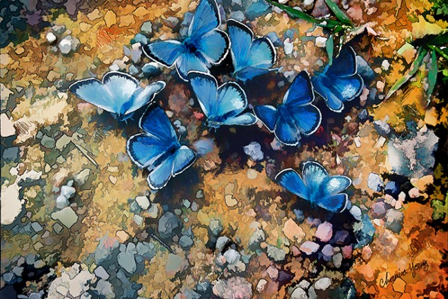 Butterfly_Blue_Painting_8x12